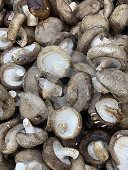 Fresh Shiitake Mushrooms in Supermarket