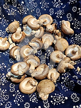 Fresh shiitake mushrooms / vegetables / food