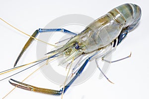 Fresh shimp or fresh king prawn