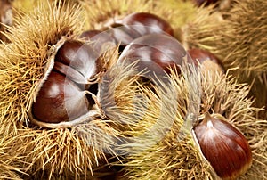 Fresh shiny chestnuts in husks