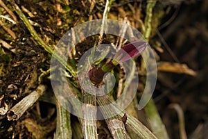 A fresh shoot from a Dendrobium orchid plant emerging near the roots and a mature purple stem.