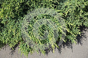 Fresh shoots of Chinese juniper