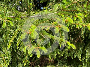 Fresh shoots of a coniferous pine