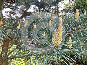 Fresh shoots of a coniferous pine