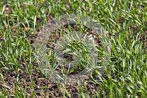 Fresh shoots of crops growing in a rural field