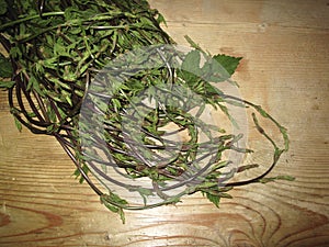 Fresh shoots of Humulus lupulus for culinary preparation