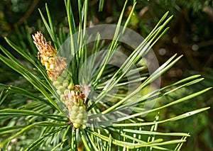 Fresh shoots of a pine