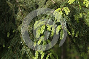 Fresh shoots on spruce branches in the forest