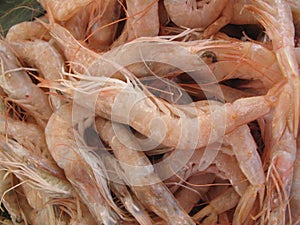 Fresh Shrimp
