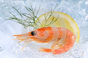 Fresh shrimp on ice