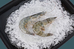 Fresh shrimp on the ice background, top view, food background