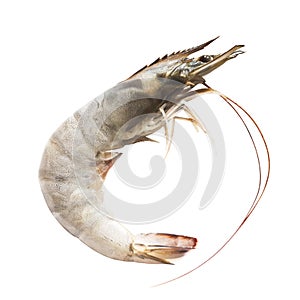 fresh shrimp isolated on white