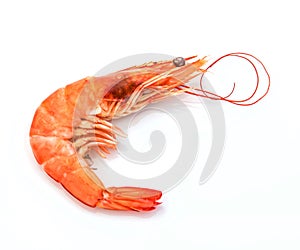 Fresh shrimp isolated on a white background