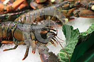 Fresh shrimp on market