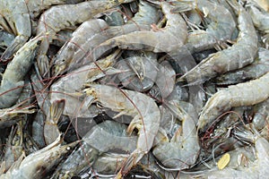 Fresh shrimp in the market.