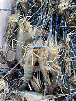 fresh shrimp in the market, giant freshwater prawn