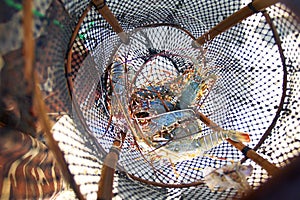 Shrimp in net  just fished photo