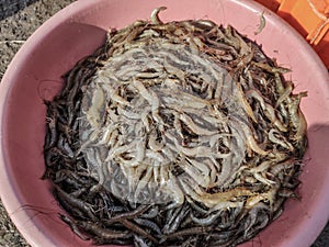 Fresh shrimp in a plastic bowl.  Morning catch at a fish market in India