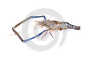 Fresh shrimp,prawn isolated on white background.clipping path
