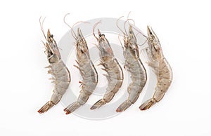 fresh shrimp/prawn