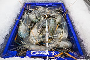 Fresh shrimps in a blue bucket and ice