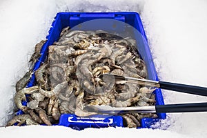 Fresh shrimps in a blue bucket and ice