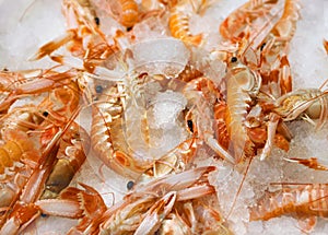 Fresh shrimps on ice