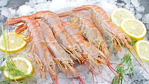 Fresh shrimps on ice with salad and lemon slice