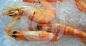 Fresh shrimps on ice at the supermarket