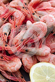 Fresh Shrimps