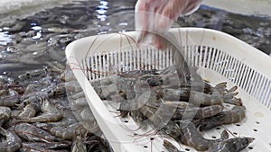 Fresh shrimps or prawns raw ready for cooking