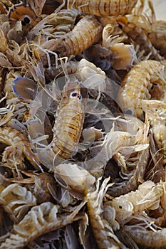 Fresh shrimps straight from sea photo