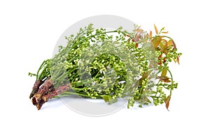 Fresh Siamese neem tree, Nim, Margosa, Quinine on white background