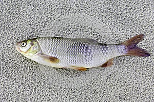 Fresh Siberian IDE lies on the river sand