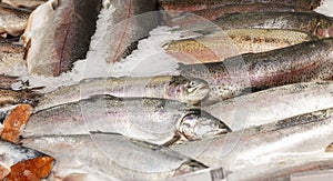 Fresh silver fish on an ice counter. Healthy dietary products and vitamins. Close-up. Panorama format