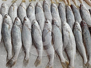 Fresh Silver Sillago fishes