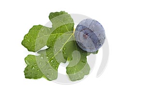 Fresh single fig on white background