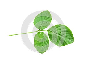 Fresh single green leaves with colorful line vein patterns and serrated curve edge isolated on white background with clipping path