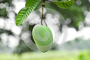 Fresh single green mango in a tree young mango