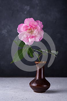 Fresh single pink rose in a vase, isolated against a backdrop