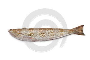 Fresh single weefer fish