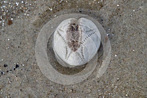 Close-Up of a Clam Shell on the Beach photo