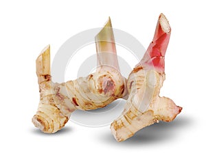 Fresh slices galangal rhizomes isolated on white background