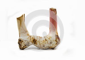 Fresh slices galangal rhizomes isolated on white background Alpinia galanga