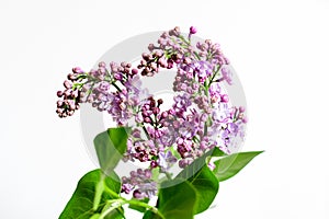 Fresh small blue flowers of Syringa vulgaris (lilac or common lilac) in front of a white wall in a room,