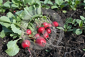 Fresh small radish lies on the garden bed in the garden just picked.