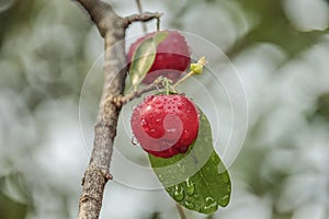 Fresh small red organic brazillian acerola cherry fruit Malpighia Glabra with green leaves. Fresh organic Acerola cherry on the