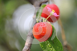 Fresh small red organic brazillian acerola cherry fruit Malpighia Glabra with green leaves. Fresh organic Acerola cherry on the