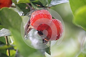 Fresh small red organic brazillian acerola cherry fruit Malpighia Glabra with green leaves. Fresh organic Acerola cherry on the