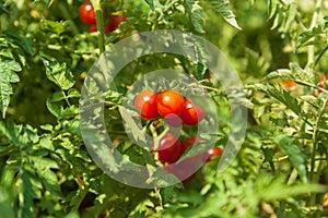 Fresh small red tomatoes on a bush